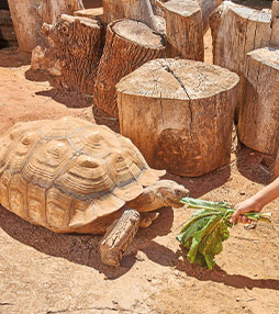 tartaruga