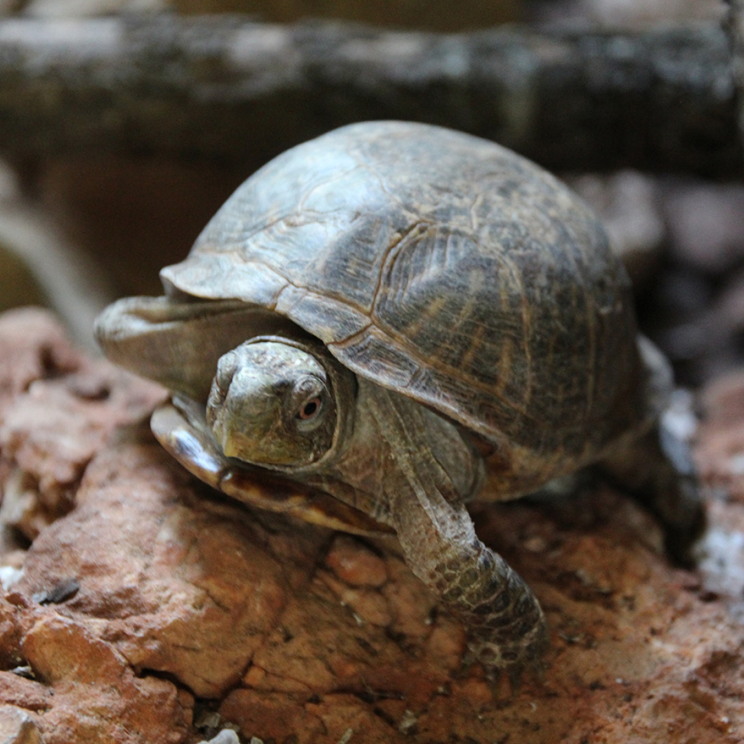 Western box turtle