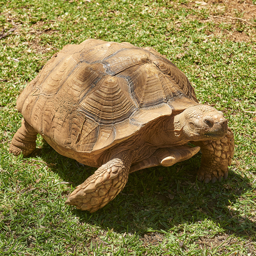 Tartaruga-de-esporas-Africana