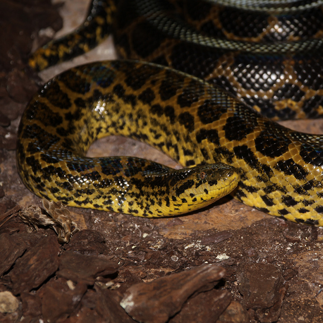 Anaconda-amarela