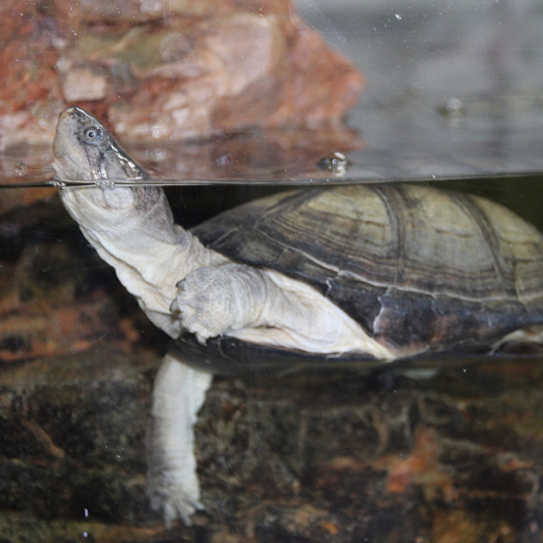 West African mud turtle