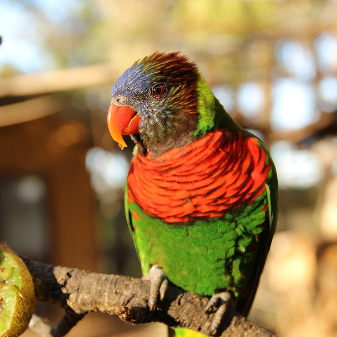 Lóri-arco-íris-dos-coqueiros