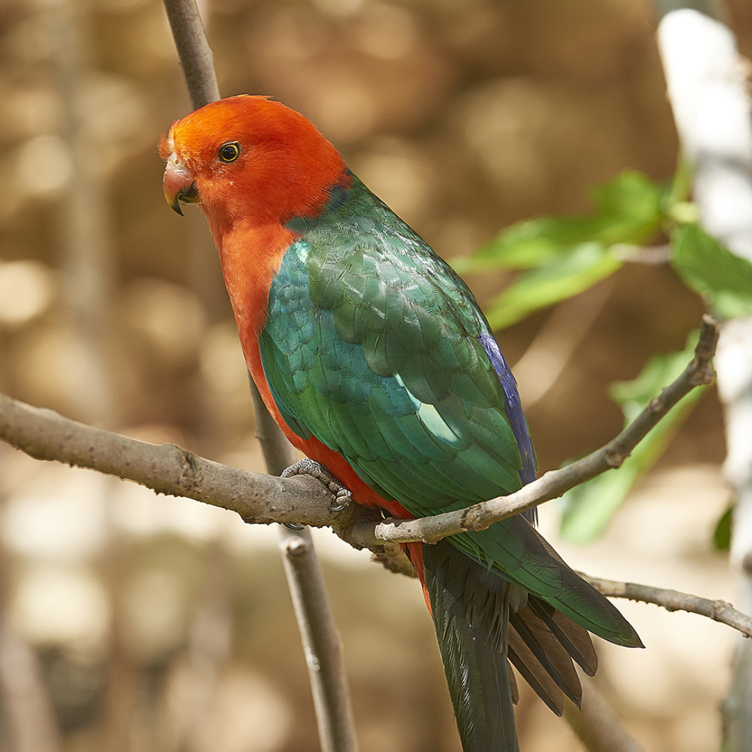 Papagaio-rei-Australiano