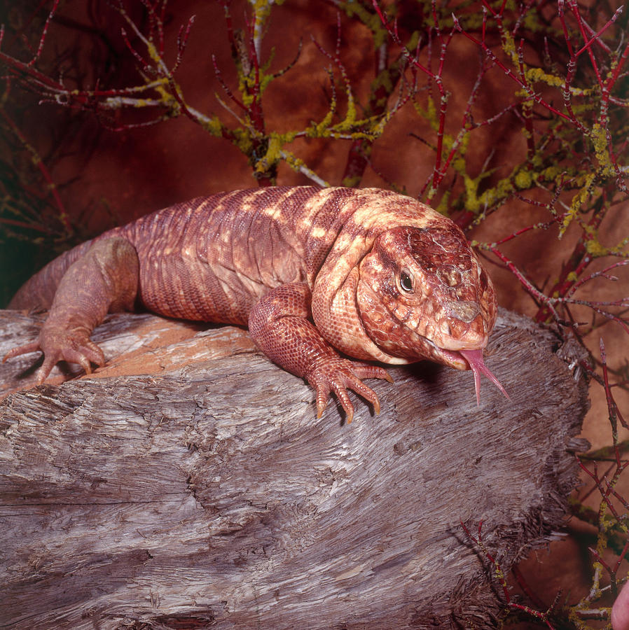 Red tegu